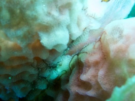Brittle Sea Stars in Azure Vase Sponge IMG 5673